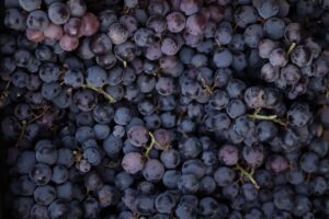 purple grapes lot