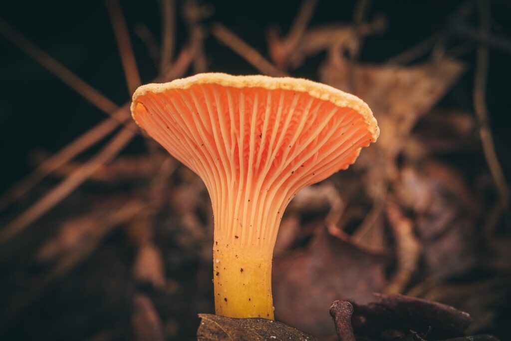 A chanterelle mushroom on the forest floor.