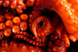 Close up of red-orange octopus tentacles in a fish market.