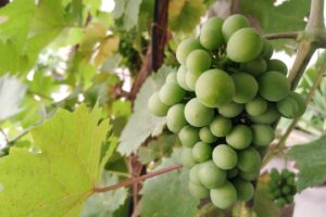 Green Grapes